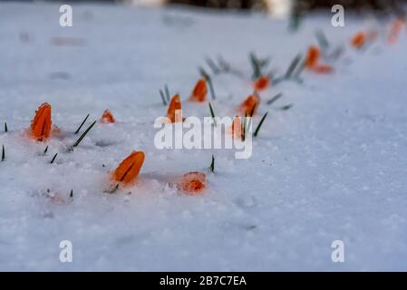 Gelbe Blumenknospe schneite im Frühjahr mit weichem Schnee und wartet geduldig auf warmes Sonnenlicht, um weiße Schneedecke zu entfernen Stockfoto
