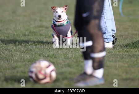 Brighton, Großbritannien. März 2020. Hund beobachtet das Spiel - Trotz der Verschiebung aller Spiele der Premier League und English Football League bis zum 4. April in Großbritannien aufgrund von Coronavirus, Es gab keine Einstellung des Breitenfußballs, da Die Rednerleuchten Goring St Theresa's im Chairman Charity Cup Tie at Wish Road Recreation Ground übernahmen, waren Die Rednerinnen die überzeugenden Gewinner, die Goring 9-1Hove schlugen. Credit: James Boardman/Alamy Live News Stockfoto