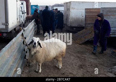 Schafe warten auf den morgendlichen Viehmarkt in einem Dorf in der Nähe von Buchara, Usbekistan, verkauft werden Stockfoto
