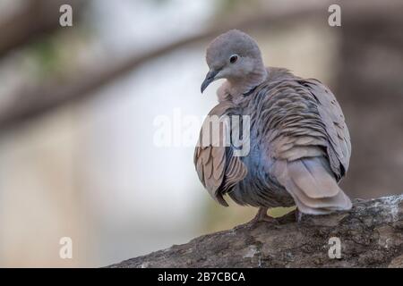 Eurasische, in einem Baum eingehauchte Taube, Sevilla, Andalusien, Spanien Stockfoto