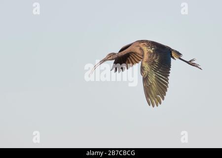 Hochglanz Ibis Flying, Nationalpark Doñana, Andalusien, Spanien Stockfoto