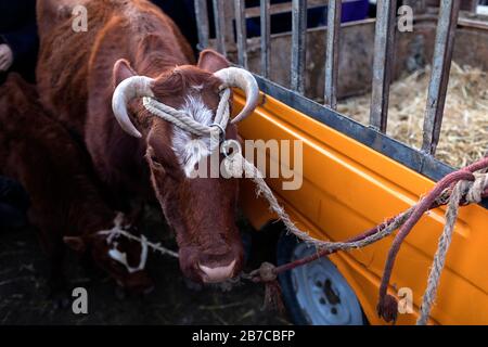 Kuh mit einem Seil auf dem morgendlichen Viehmarkt in einem Dorf in der Nähe von Buchara, Usbekistan, gebunden Stockfoto