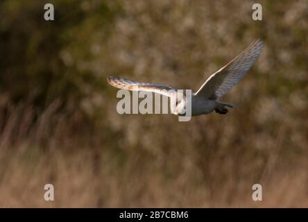 Barn Eule fliegen in York, England, Großbritannien Stockfoto