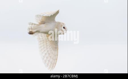 Barn Eule fliegen in York, England, Großbritannien Stockfoto