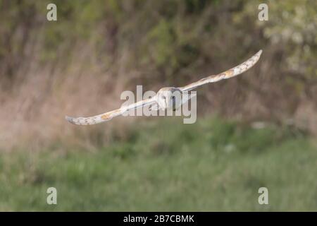 Barn Eule fliegen in York, England, Großbritannien Stockfoto