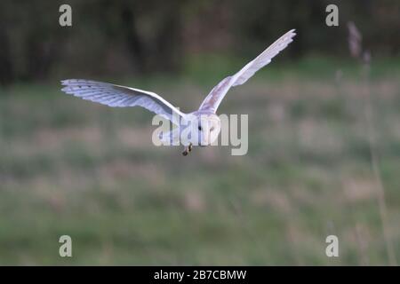 Barn Eule fliegen in York, England, Großbritannien Stockfoto