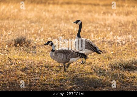 Canada Gans steht und warnt bei der Suche nach gefährlichem Tier auf dem Rasenplatz im Yellowstone-Nationalpark, Wyoming, USA. Stockfoto