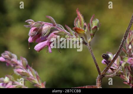 Odontites verna subsp. Serotina - Wilde Pflanzen schossen im Herbst. Herbst Stockfoto