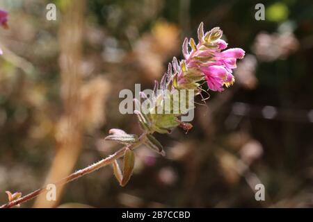 Odontites verna subsp. Serotina - Wilde Pflanzen schossen im Herbst. Herbst Stockfoto