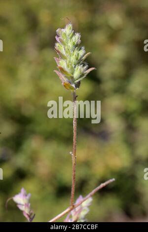 Odontites verna subsp. Serotina - Wilde Pflanzen schossen im Herbst. Herbst Stockfoto