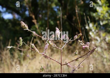 Odontites verna subsp. Serotina - Wilde Pflanzen schossen im Herbst. Herbst Stockfoto