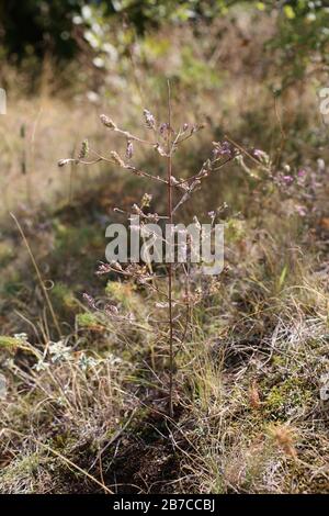 Odontites verna subsp. Serotina - Wilde Pflanzen schossen im Herbst. Herbst Stockfoto