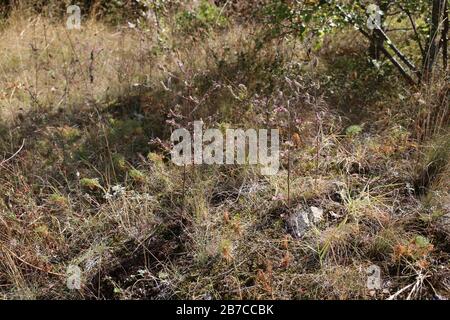 Odontites verna subsp. Serotina - Wilde Pflanzen schossen im Herbst. Herbst Stockfoto