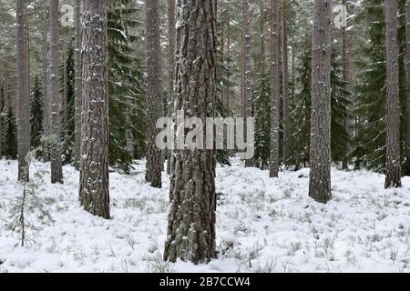 Winter mit Schnee in einem Nadelwald Stockfoto