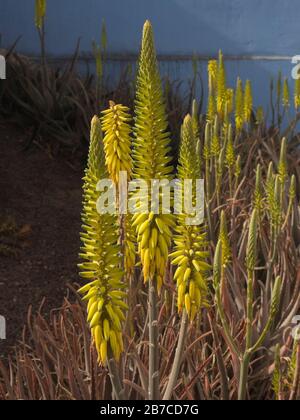 aloe nobilis Aloe nobilis main image 1