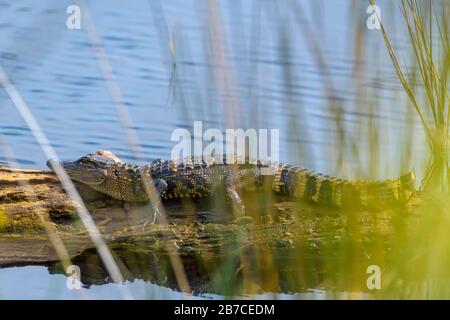 Juvenile Krokodile, etwa 3 Fuß lang, die auf einem Holzbuch im St. Marks Wildlife Preserve in Nordwestflorida, USA, März 2020 liegen Stockfoto