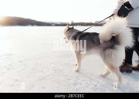 Glückliche junge Mädchen spielen mit sibirischen Husky Hund in Winter Park. Sie gehen auf einem zugefrorenen See Stockfoto