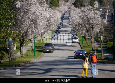 Vancouver, Kanada. März 2020. Die Menschen erfreuen sich am 14. März 2020 in Vancouver, Kanada, der Kirschblüte. Kredit: Liang Sen/Xinhua/Alamy Live News Stockfoto