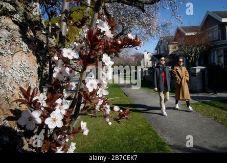 Vancouver, Kanada. März 2020. Die Menschen erfreuen sich am 14. März 2020 in Vancouver, Kanada, der Kirschblüte. Kredit: Liang Sen/Xinhua/Alamy Live News Stockfoto
