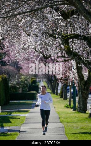 Vancouver, Kanada. März 2020. Eine Frau joght unter Kirschblüte in Vancouver, Kanada, 14. März 2020. Kredit: Liang Sen/Xinhua/Alamy Live News Stockfoto