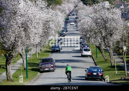Vancouver, Kanada. März 2020. Ein Radfahrer reitet unter blühenden Kirschbäumen auf der Straße in Vancouver, Kanada, 14. März 2020. Kredit: Liang Sen/Xinhua/Alamy Live News Stockfoto