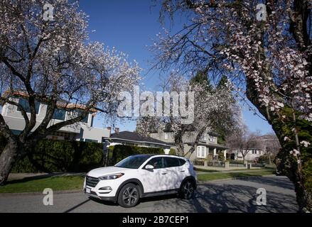 Vancouver, Kanada. März 2020. Ein Fahrzeug passiert blühende Kirschbäume am 14. März 2020 in Vancouver, Kanada. Kredit: Liang Sen/Xinhua/Alamy Live News Stockfoto