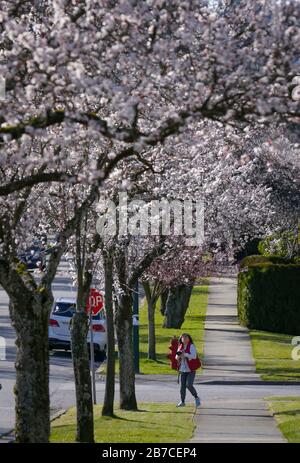 Vancouver, Kanada. März 2020. Ein Bewohner fotografiert Kirschbäume in voller Blüte in Vancouver, Kanada, 14. März 2020. Kredit: Liang Sen/Xinhua/Alamy Live News Stockfoto