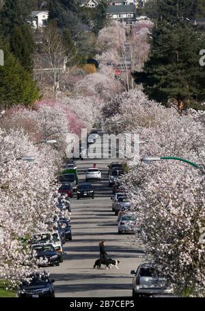 Vancouver, Kanada. März 2020. Kirschbäume blühen an den Seiten der Straße in Vancouver, Kanada, am 14. März 2020. Kredit: Liang Sen/Xinhua/Alamy Live News Stockfoto