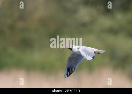 Black-headed Gull Flying, York, North Yorkshire, England, Großbritannien Stockfoto