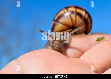 cornu Aspersum, Gartenschnecke in makro-nahem blau verschwommenem Hintergrund Stockfoto