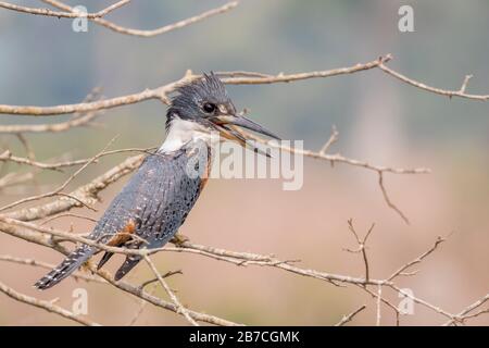 Gebratene Eisvögel saßen in einem Baum im Pantanal, Brasilien Stockfoto