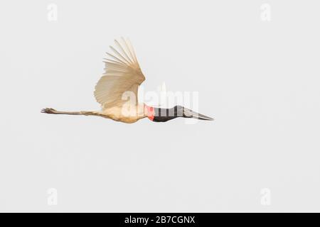 Jaribu Stork fliegt im Pantanal, Mato Grosso, Brasilien Stockfoto