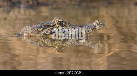 Caiman Reflexion in einem Pantanal Fluss, Brasilien Stockfoto