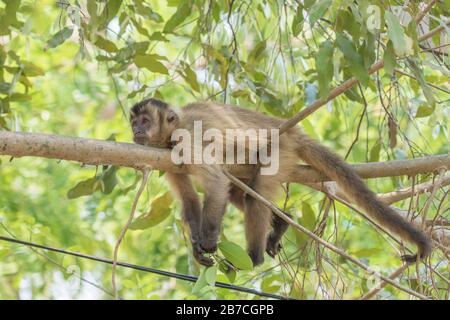 Brauner Kapuzinermonkey, Cebus apella, entspannend an einem Baumzweig im Pantanal, Mato Grosso, Brasilien Stockfoto