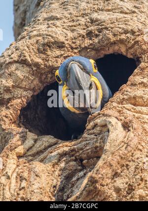 Hyazinth-Makaw, die aus einem Loch in einem Baum im Pantanal, Brasilien, peißelt Stockfoto
