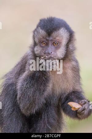 Brauner Kapuzineraffe, der im Botanischen Garten von Rio de Janeiro, Brasilien, isst Stockfoto