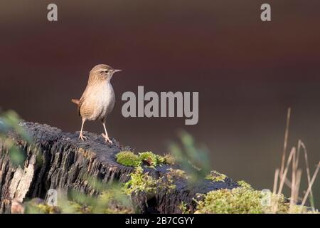 Eurasische Wren, die auf einem Holzkarren posieren, Studley Royal Park, North Yorkshire, England, Großbritannien Stockfoto