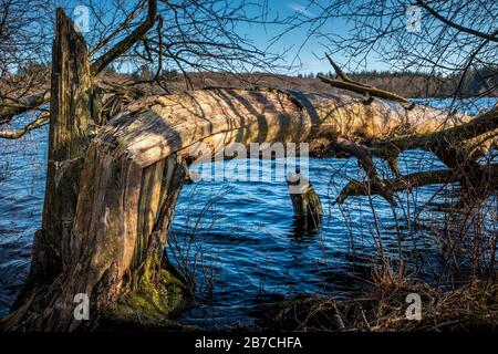 Ein großer Baum ist zerbrochen und liegt in einem See, das Wasser im See ist dunkelblau, auf Holz gibt es grünes Moos Stockfoto