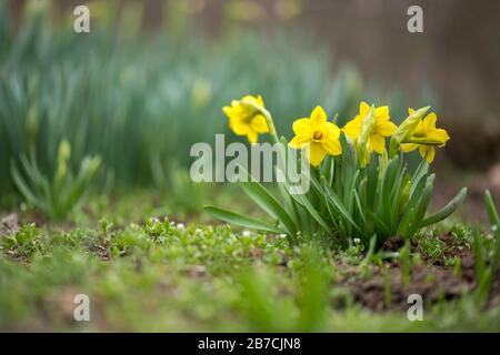 Spudelblütendaffodils im Frühfrühlinggarten - selektiver Fokus, Kopierraum Stockfoto