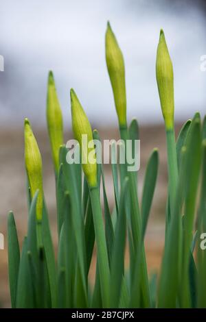 Spudelblütendaffodils im Frühfrühlinggarten - selektiver Fokus, Kopierraum Stockfoto