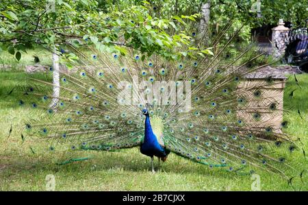 Pfau mit offenem Schwanz unter dem grünen Baum im öffentlichen Park Stockfoto
