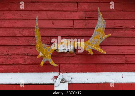 Moose Geweih auf einer Bühne in der Nähe des englischen Hafen von Neufundland, Kanada [keine Eigentumsfreigabe; nur für redaktionelle Lizenzierung verfügbar] Stockfoto