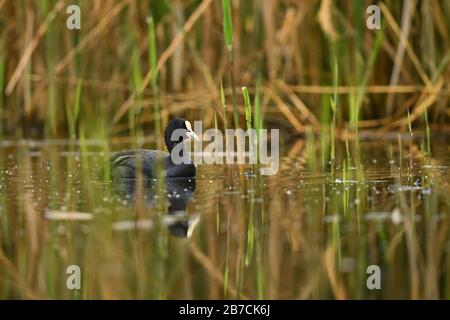 Common Coot - Fulica atra, spezieller Schwarzwasservogel aus europäischen Seen und Süßwasser, Hortobagy, Ungarn. Stockfoto