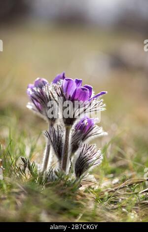 Frühlingsblumen wild Pulsatilla pratensis - selektiver Fokus, Kopierraum Stockfoto