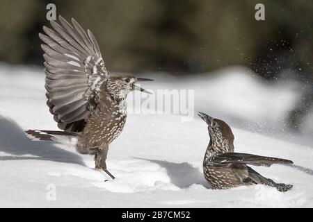 Schlacht zwischen Eurasischem Nussknacker (Nucifraga caryocatactes) Stockfoto