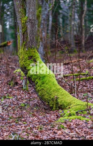 Üppiges helles grünes Moos am Stamm des Baumes und verfallene braune Blätter an den Wurzeln des Baumes Stockfoto