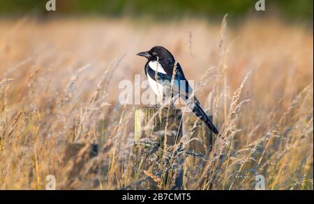 Ein europäischer Magpie thront auf einem Zaunpfosten in einem Feld aus langem Gras Stockfoto