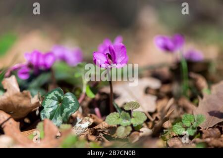 Clouse-up der Frühlingsblüten von rosafarbenen Cyclamen im Wald. Primrosen. . Cyclamen hederifolium ( ivy-leaved Cyclamen oder Sowbread ) Stockfoto