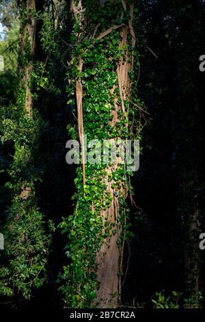 Ivy wächst auf einem Baumstamm im Wald Stockfoto