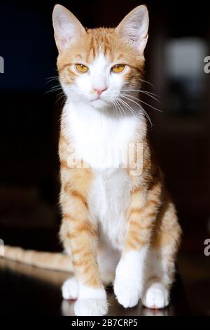 Porträt einer niedlichen Ingwerkatze sitzend Stockfoto